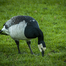 wildfotografie-nl-2018-00013421.jpg