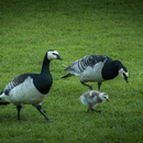 wildfotografie-nl-2018-00013427.jpg