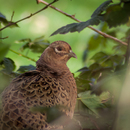 wildfotografie-nl-2018-00013623.jpg