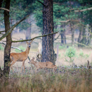 wildfotografie-nl-2018-0078.jpg