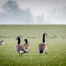 wildfotografie-nl-2018-0962.jpg