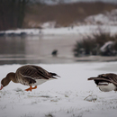 wildfotografie-nl-2018-2.jpg