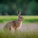 wildfotografie-nl-2018-5566.jpg