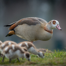 wildfotografie-nl-2018-8007767.jpg