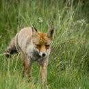 wildfotografie-nl-2018-9208.jpg