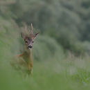 wildfotografie-nl-2018-9363.jpg