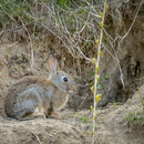 wildfotografie-nl-2018.jpg